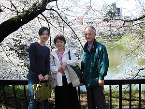 Japanese cherry blossom - hanami time