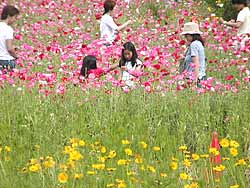 "Wild flower picking"